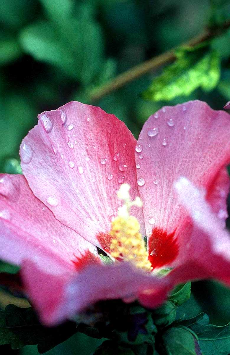 flower-water-drops.jpg